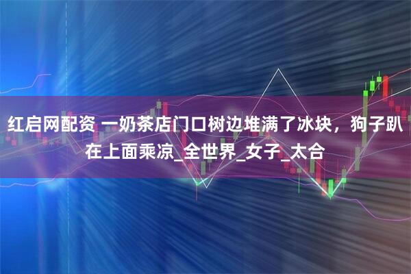 红启网配资 一奶茶店门口树边堆满了冰块，狗子趴在上面乘凉_全世界_女子_太合